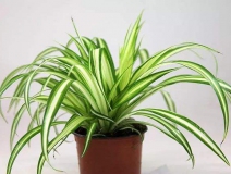 去除甲醛的綠植有哪些?你家里有嗎？